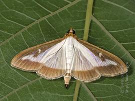  Adult with wingspan of ~4 cm and 3 color forms presented. Light form without brown bar.
